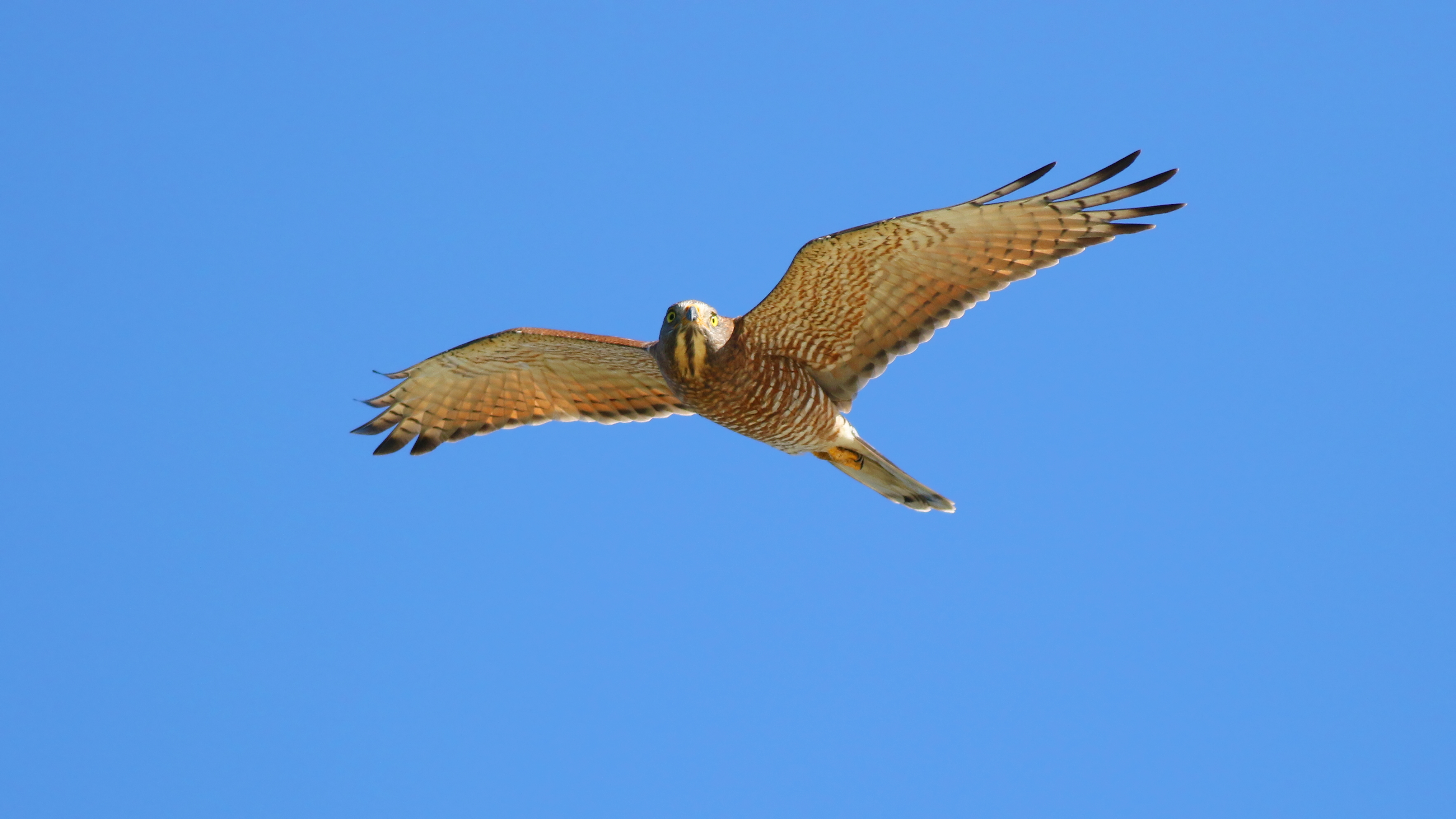 Changhua and Nantou will jointly launch ecotourism during the 2025  Baguashan Eagle Watching Season.-Tri-Mountain National Scenic Area  Headquarters