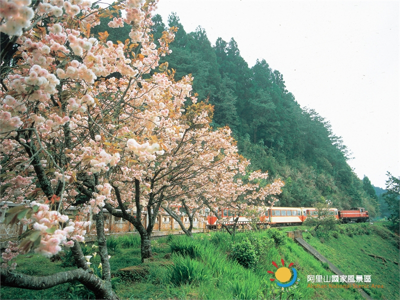 阿里山櫻花與小火車