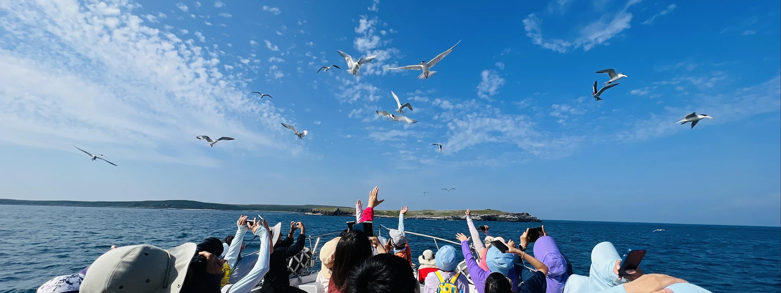 2024澎湖四季旅遊春之賞鷗季