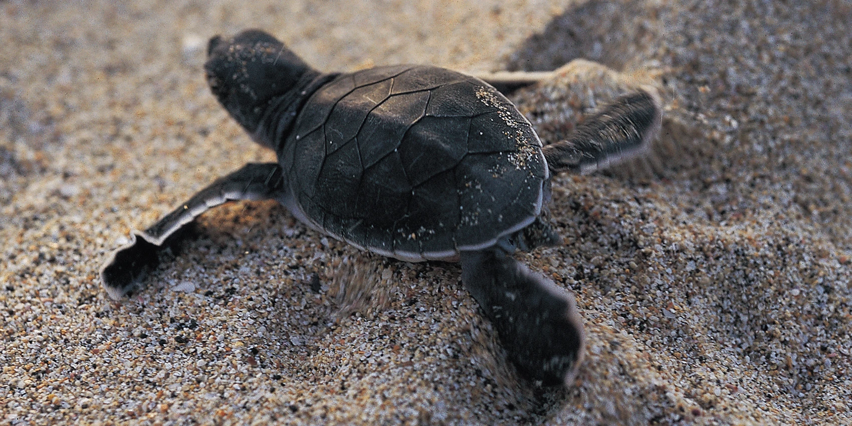 澎湖望安綠蠵龜